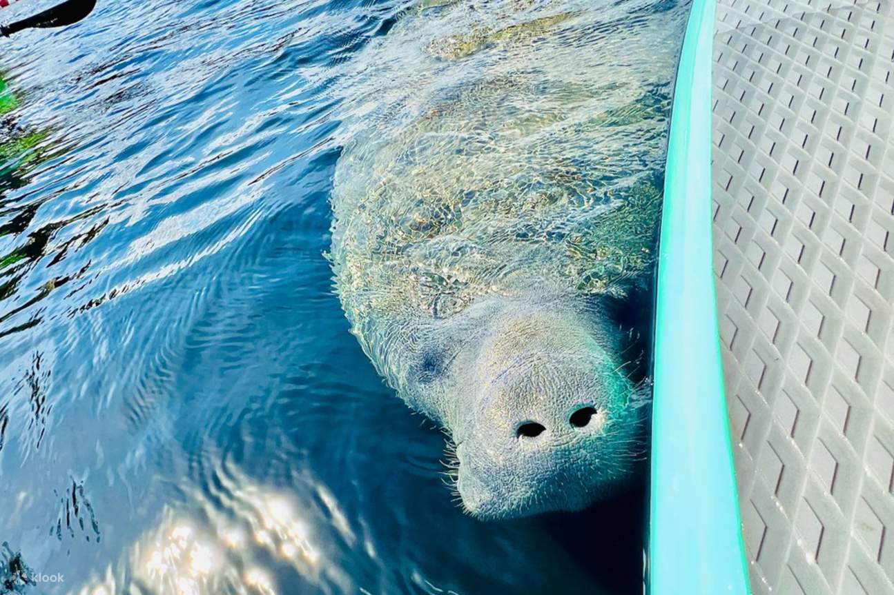 Грациозные ламантины плавно скользят в кристально чистых водах Silver Springs