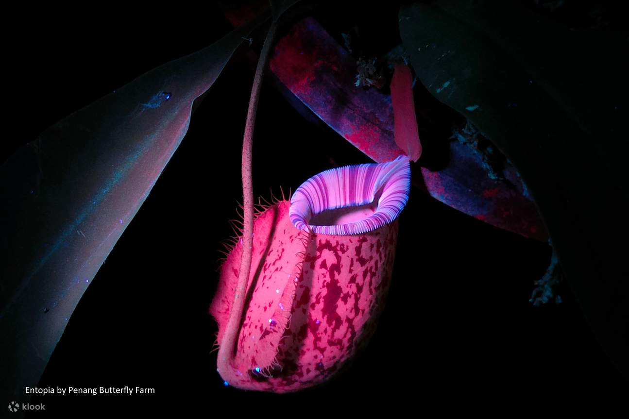 Billet pour Entopia by Penang Butterfly Farm