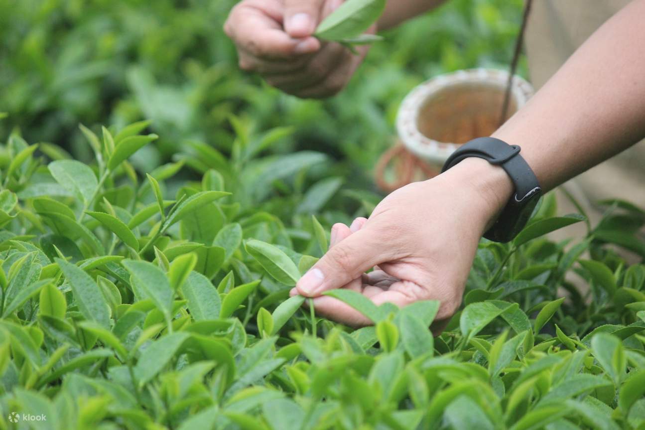 Tiket Muzium Budaya Teh Hakka Taiwan