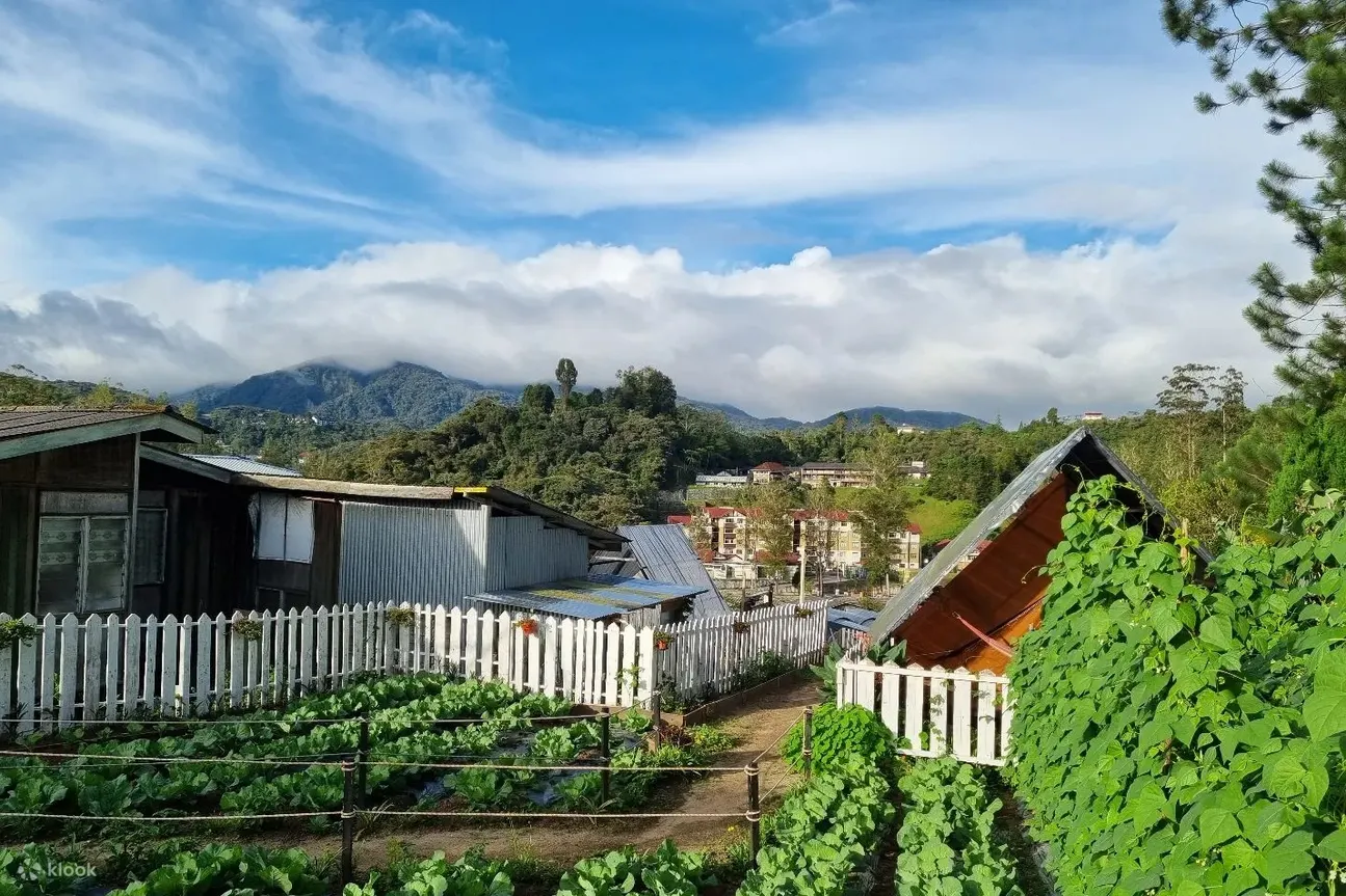 GlampingExperiencebyTheBackyardGlampingCameronHighlands.webp
