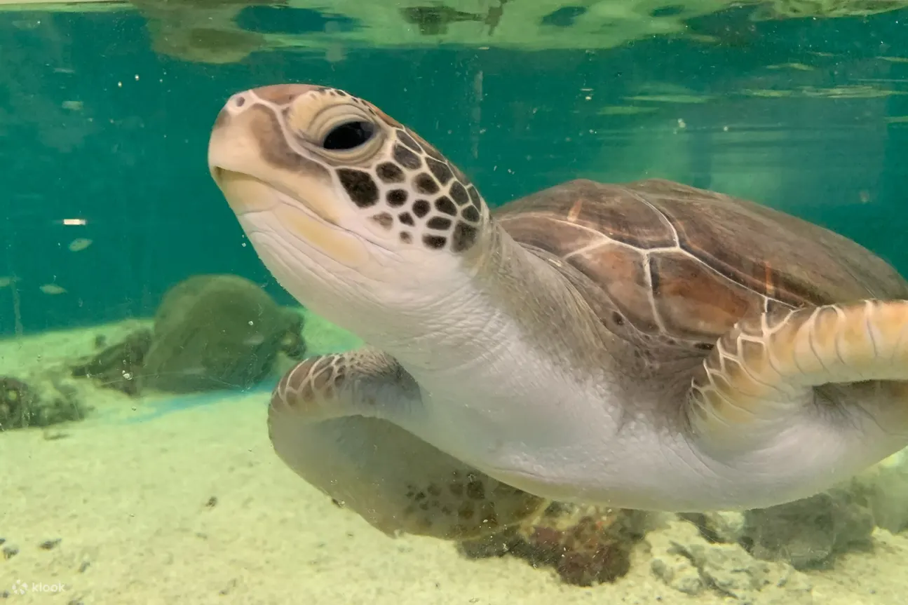 凯恩斯水族馆 - 凯恩斯水族馆海龟
