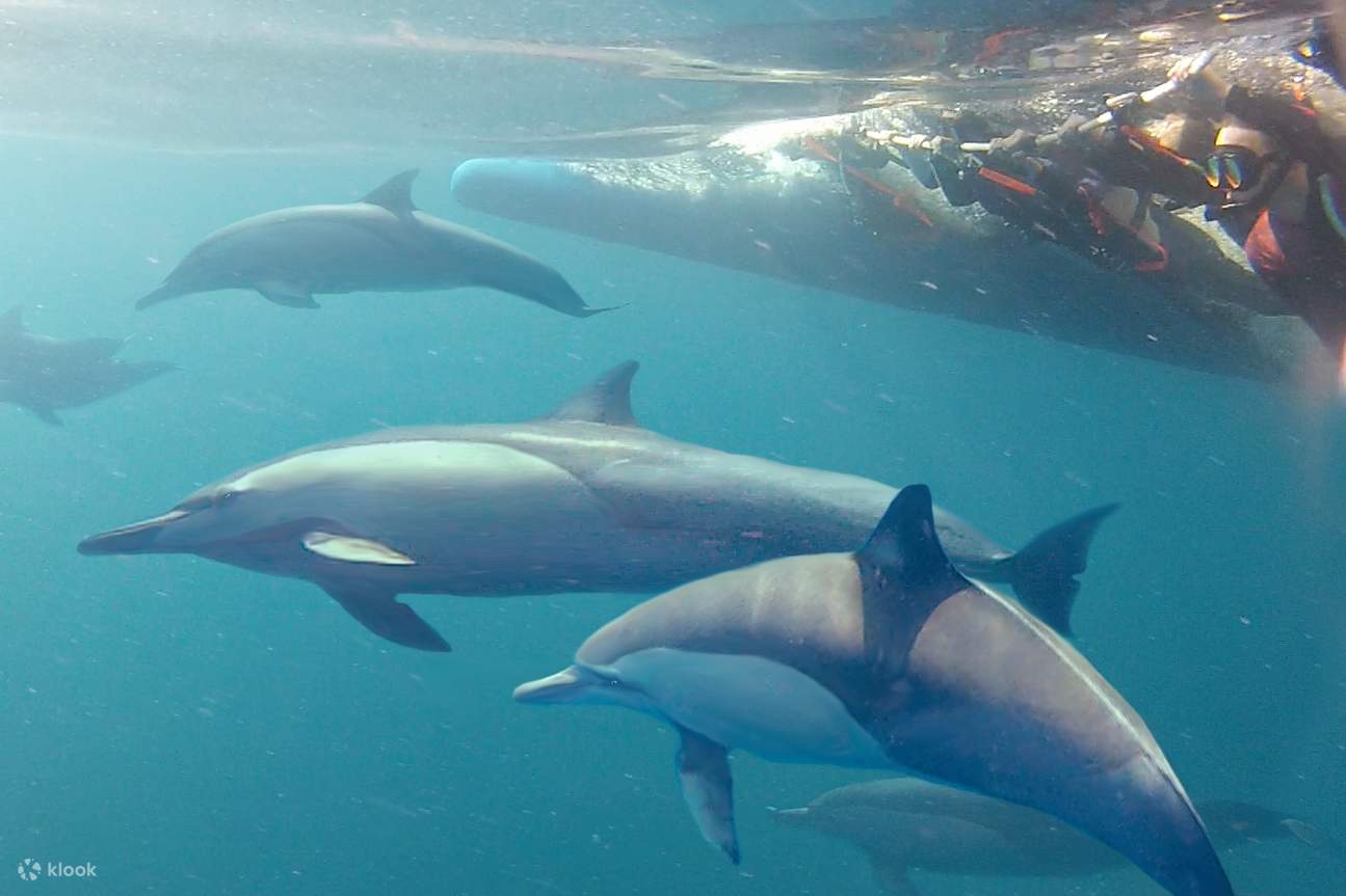 Swim with the dolphin in the water