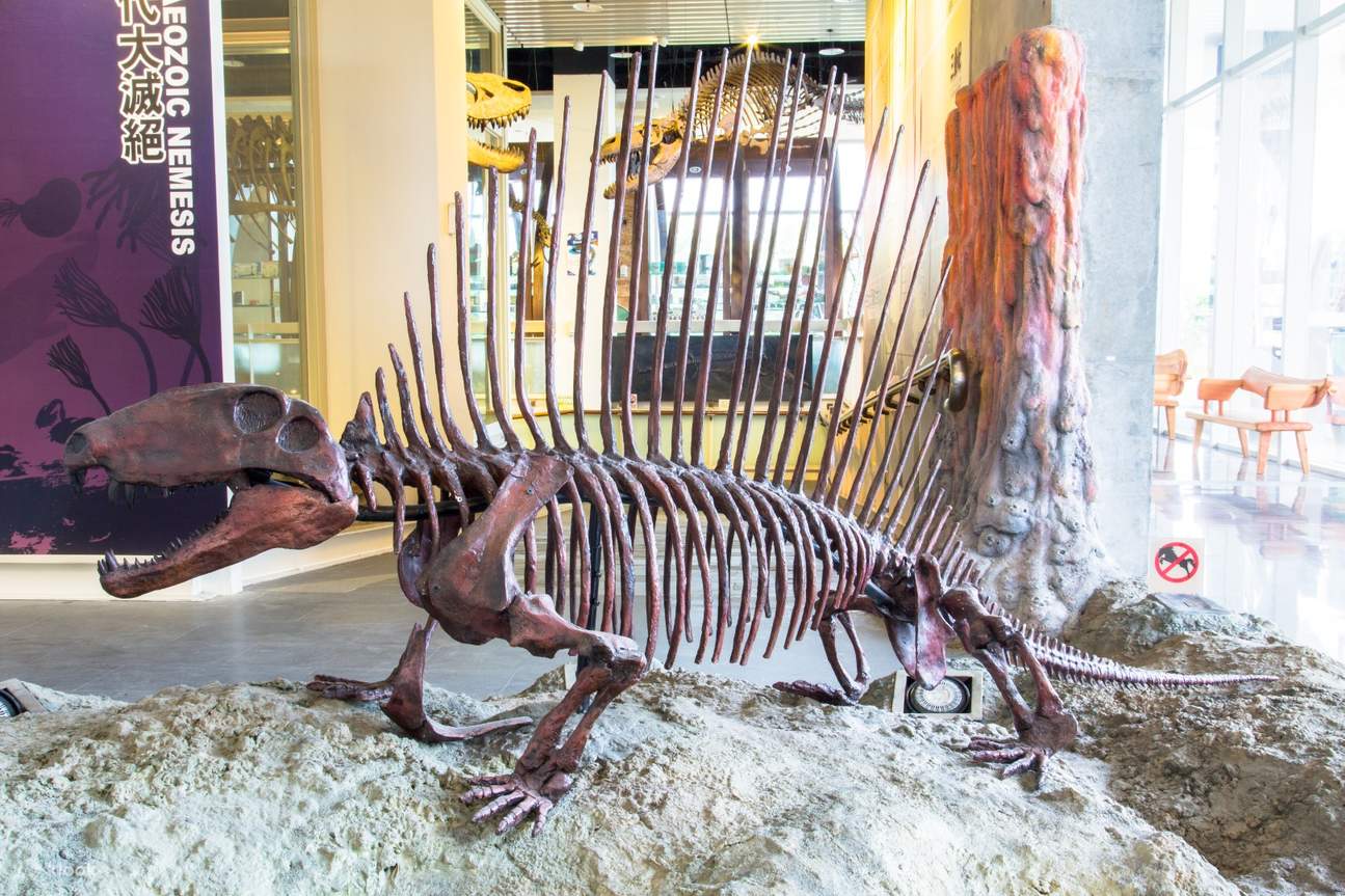 다양한 고생물 화석을 자세히 관찰하고 태블릿 설명을 보면서 생물 과학을 재미있고 흥미롭게 배울 수 있습니다. 함께 고대 화석의 신비를 탐험해 보세요.