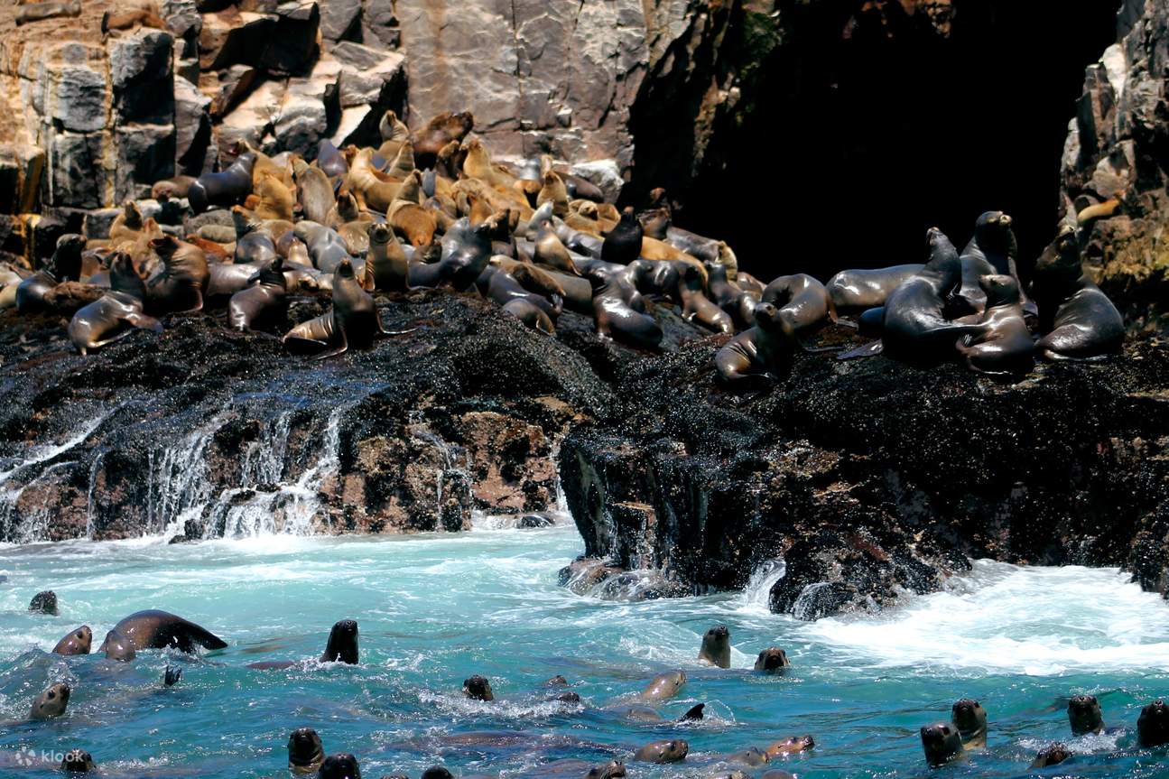 Experience Palomino Islands Swimming with Sea Lions from Lima - Klook