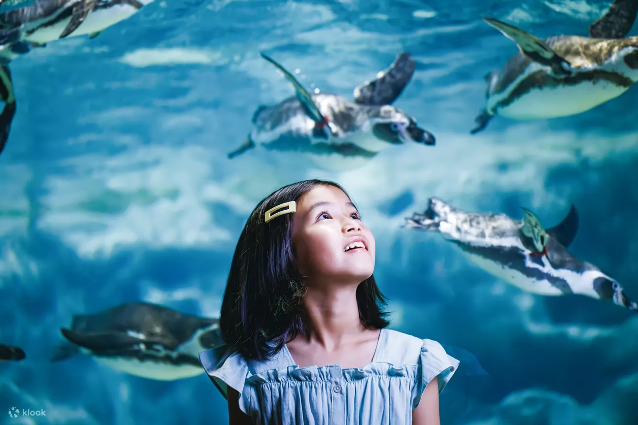 冲绳FunPASS｜美丽海水族馆系列