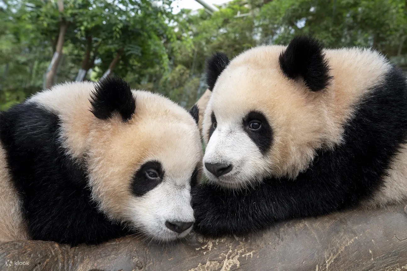 Everland Twin Pandas