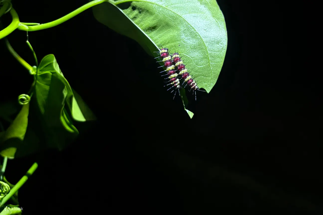 夜游虫鸣大地 (Entopia by Night)