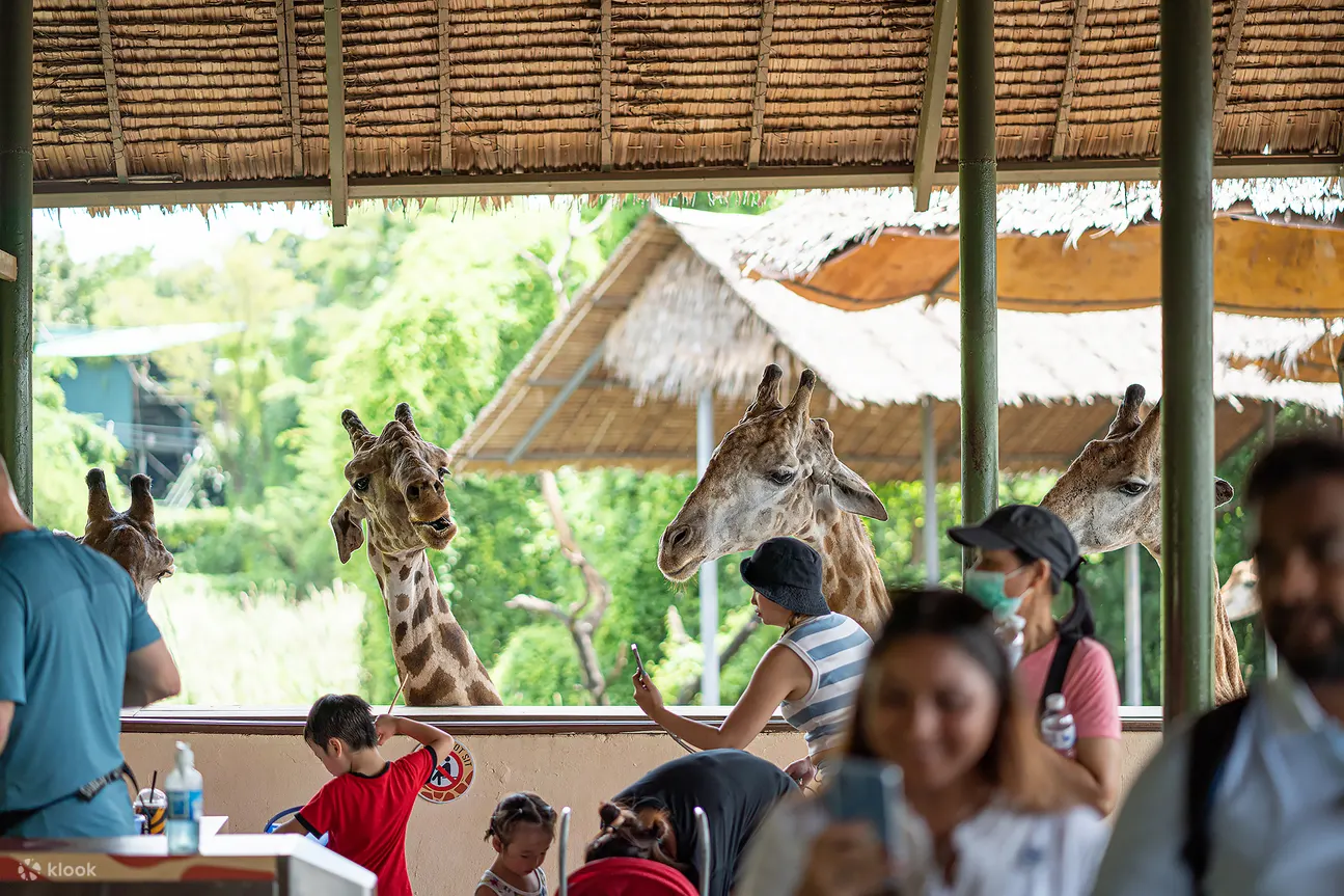 Giraffe feeding