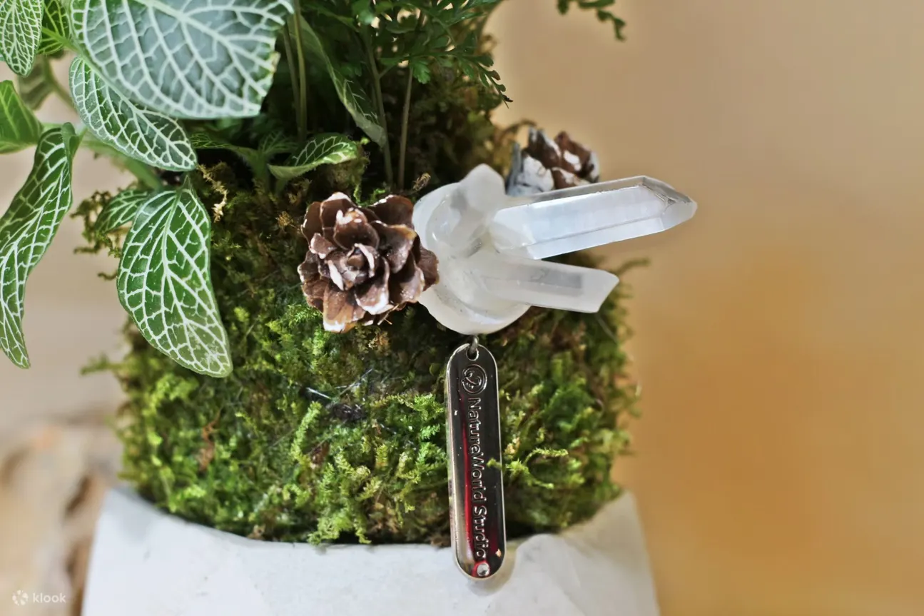屏东: 绿植星球DIY手工体验 (植物生态瓶 / 永续循环)