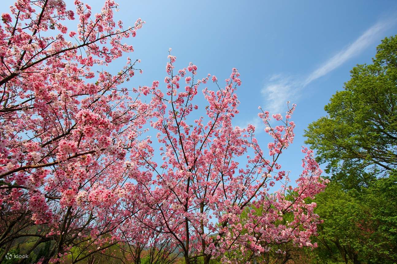 陽明山櫻花