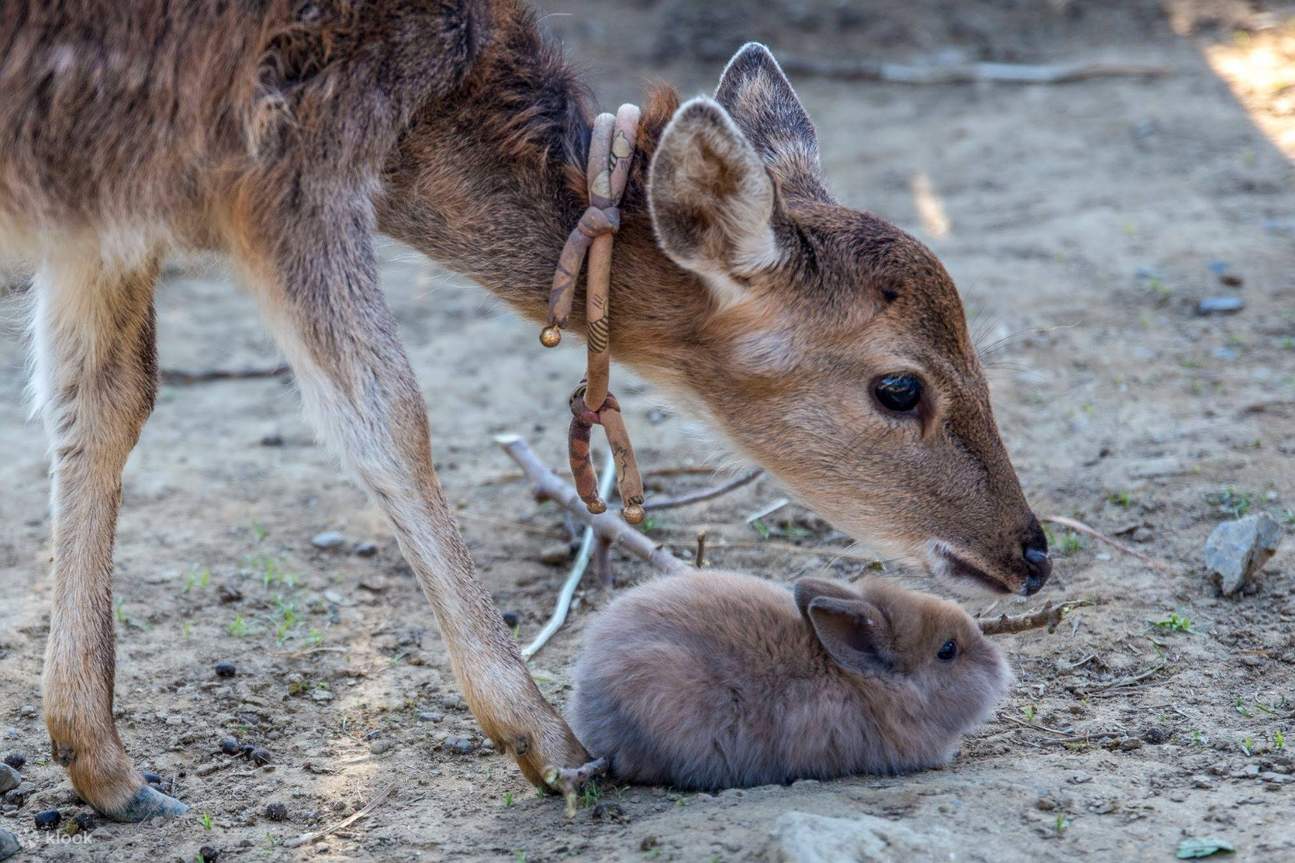 Ferme de chocolat Ashin