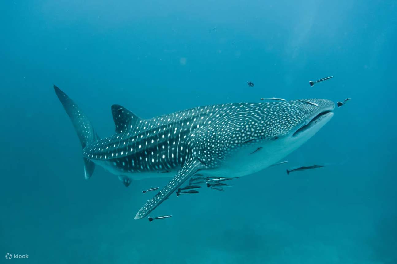 マスカット：ディマニヤット諸島シュノーケリングツアー（軽食付き）