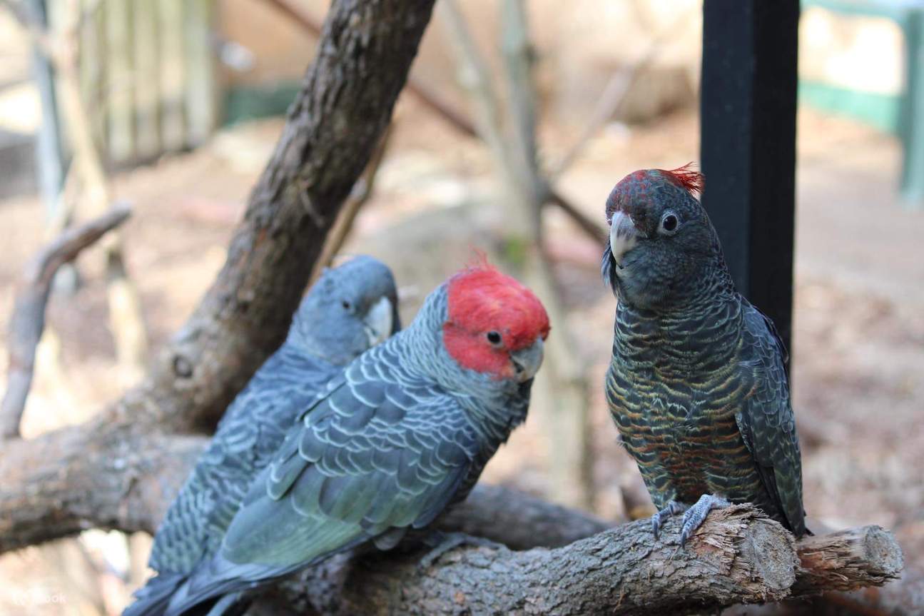 Potoroo Palace animals