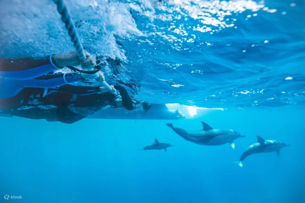 Wild dolphin watching in Port Stephens