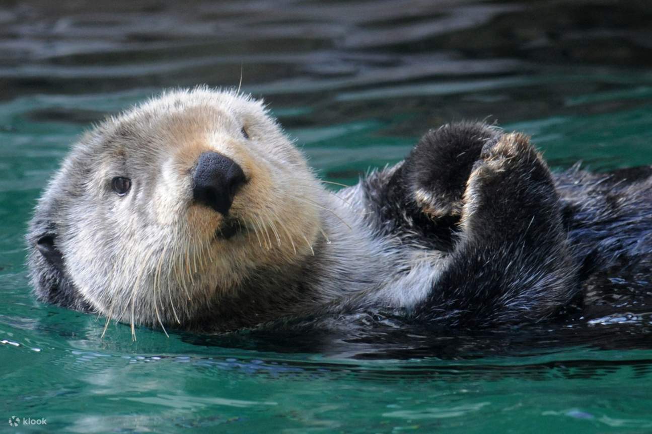 General admission to Seattle Aquarium, Seattle Center, and few attractions with the Seattle CityPASS®