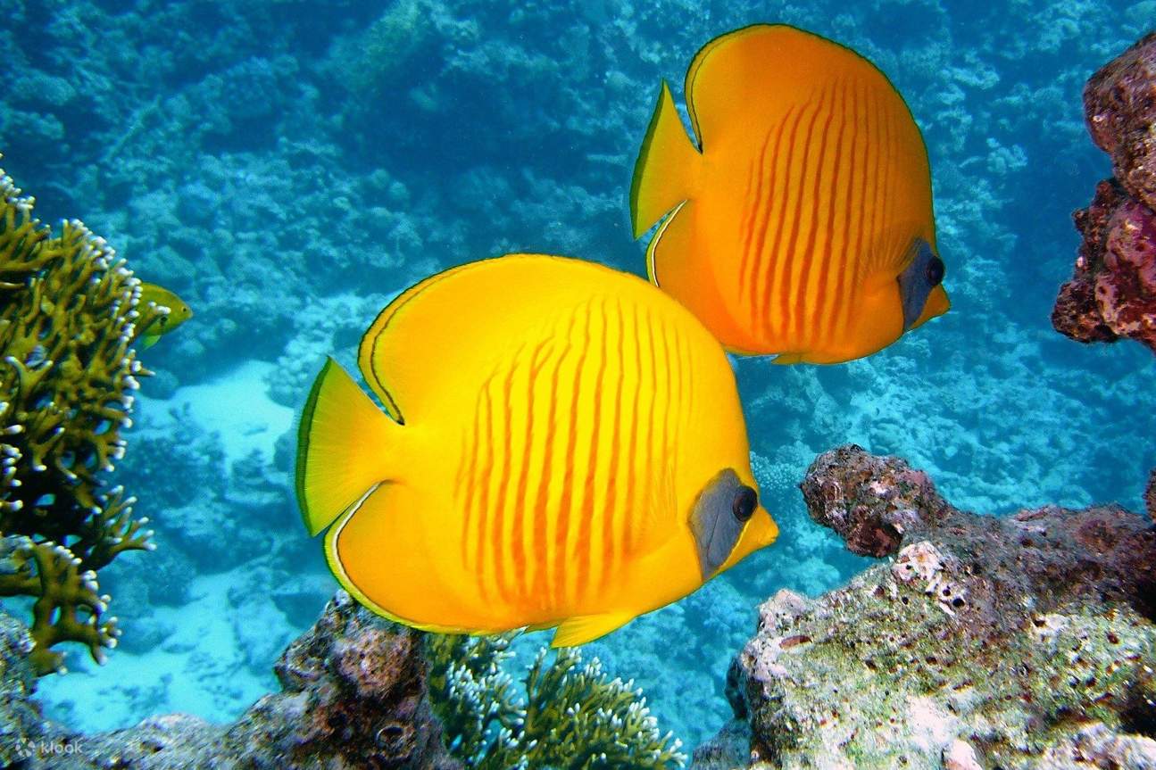 Practique snorkel entre coloridos peces tropicales y más de 500 especies de fauna marina