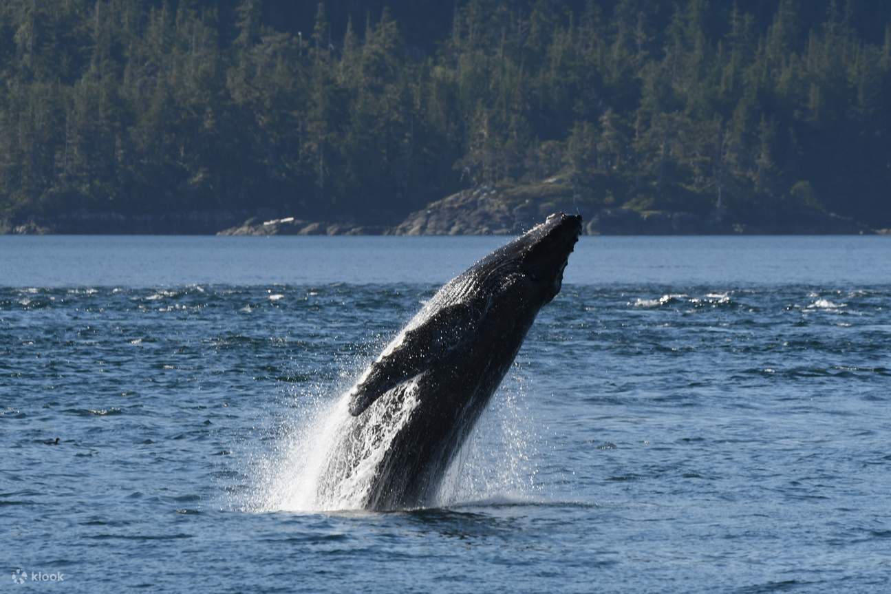 Observez un puissant saut de baleine qui s'éclabousse dans la mer