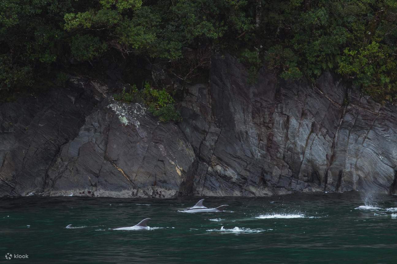 Dauphins à Milford Sound
