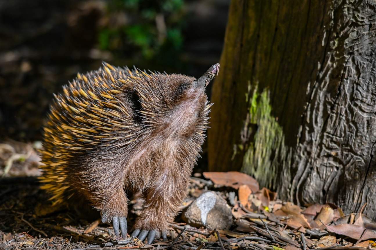 echidna