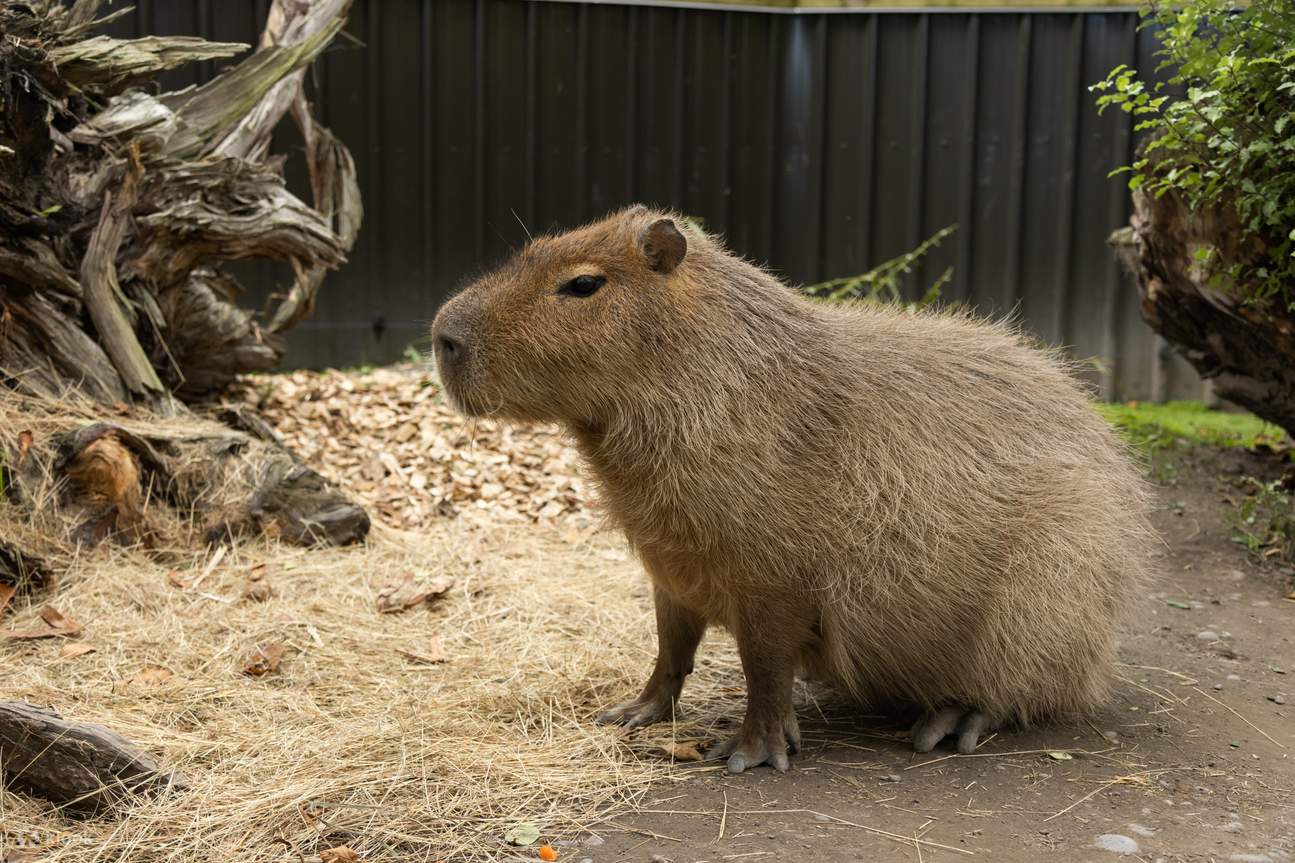 capibara