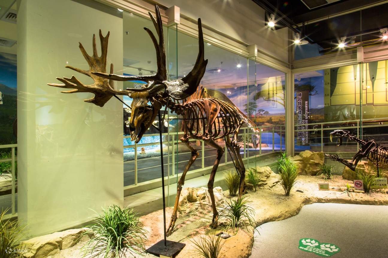 공룡 마니아라면 놓칠 수 없는 타이난 가족 여행 명소! 실감 나는 게임, 고고학 발굴 모래 놀이, 공룡 타기, 그리고 수구 모험 체험장이 있습니다. 생물, 고고학, 과학을 남부 타이완 최대 규모의 자연사 박물관에서 한 번에 체험해 보세요!