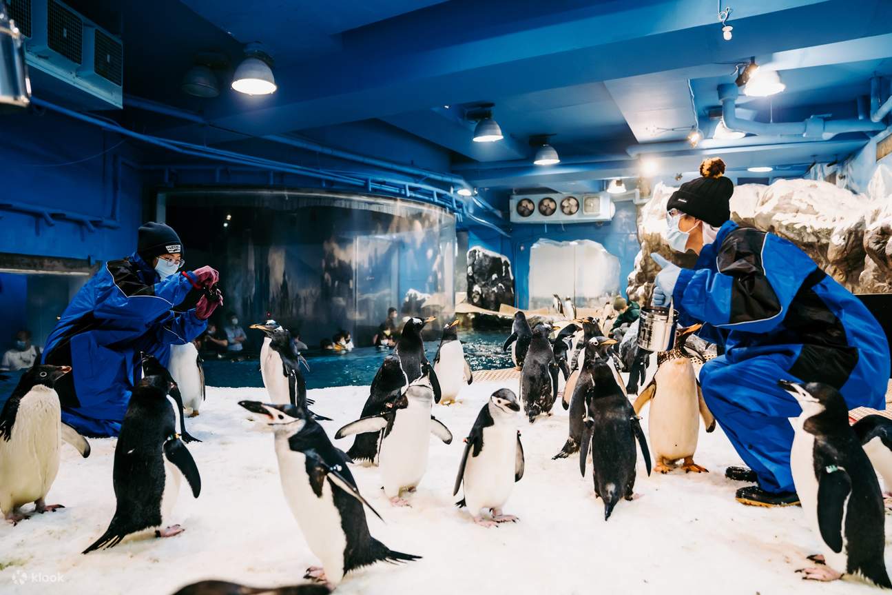 A 0.1 Millimeter Encounter with Penguins: Interact with penguins up close and personal during feeding time, led by a penguin keeper. The penguin keeper will take photos for you, capturing your intimate moments with the penguins.