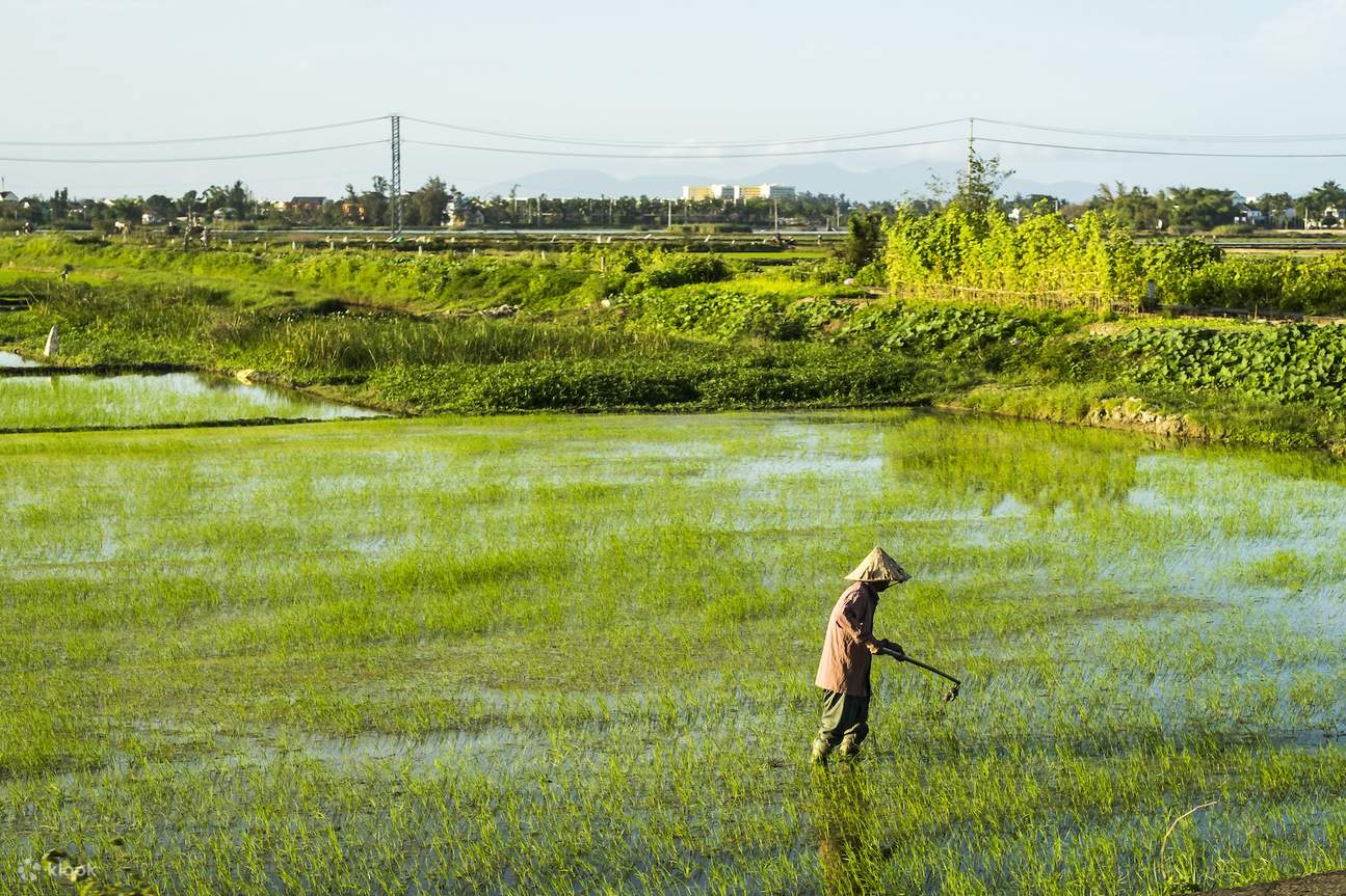 Esperienza Culinaria Moderna a Hội An