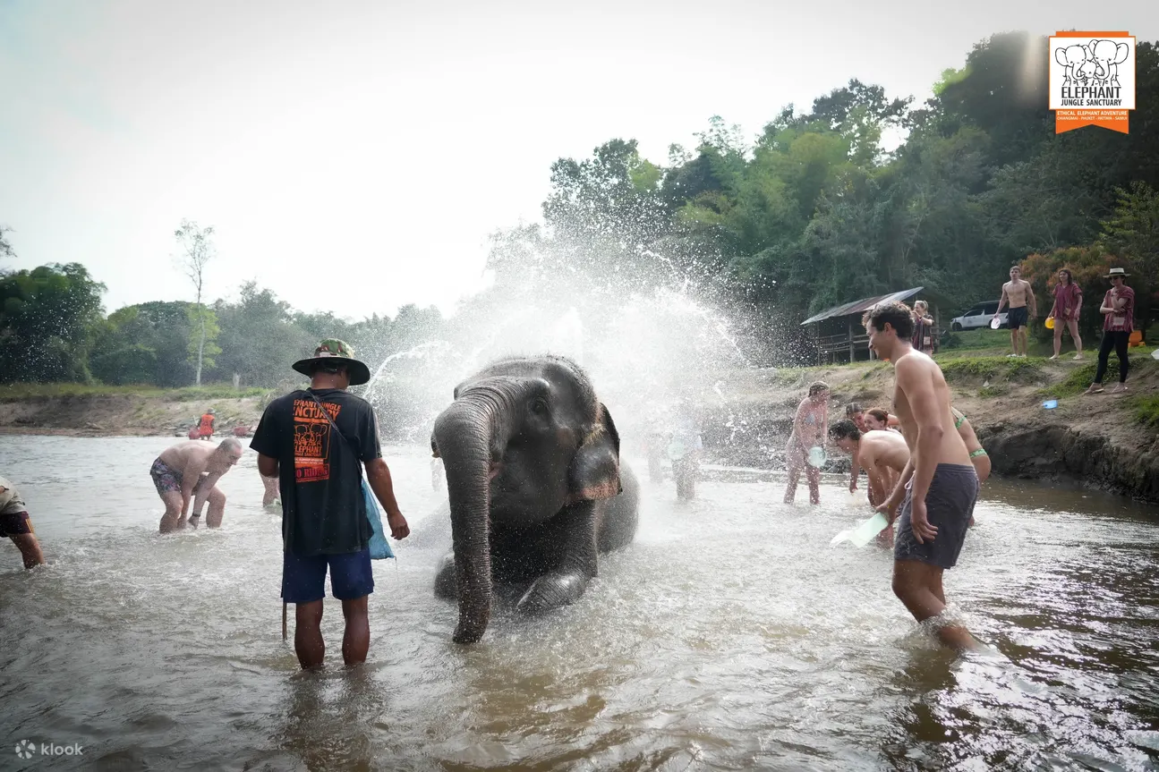 Enjoy and observe elephant