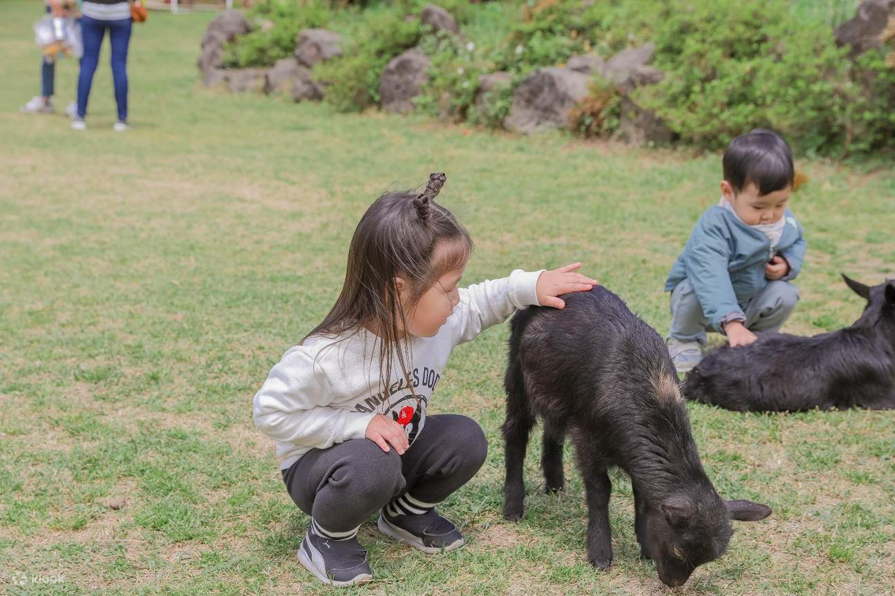 kids feeding the sheep