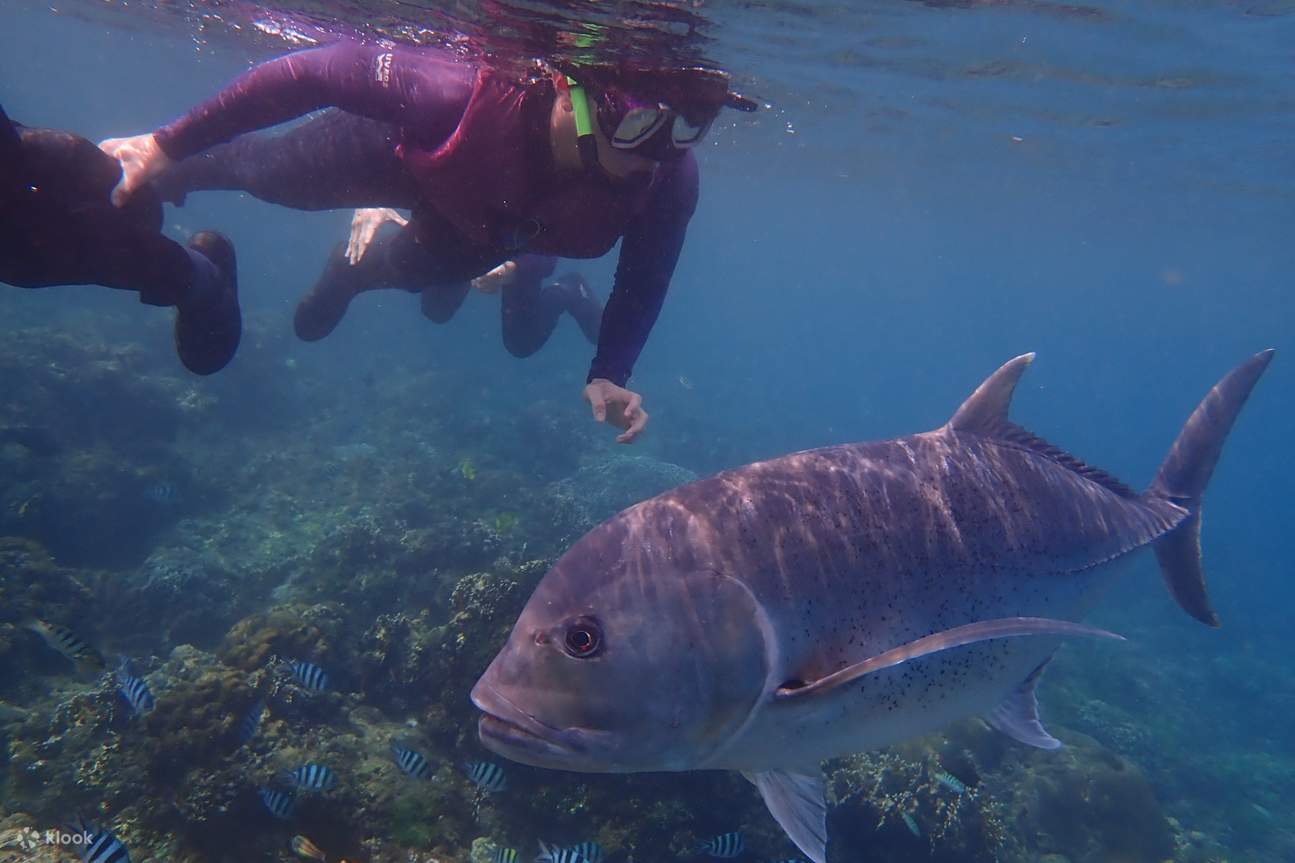 Trải nghiệm lặn biển ngắm san hô