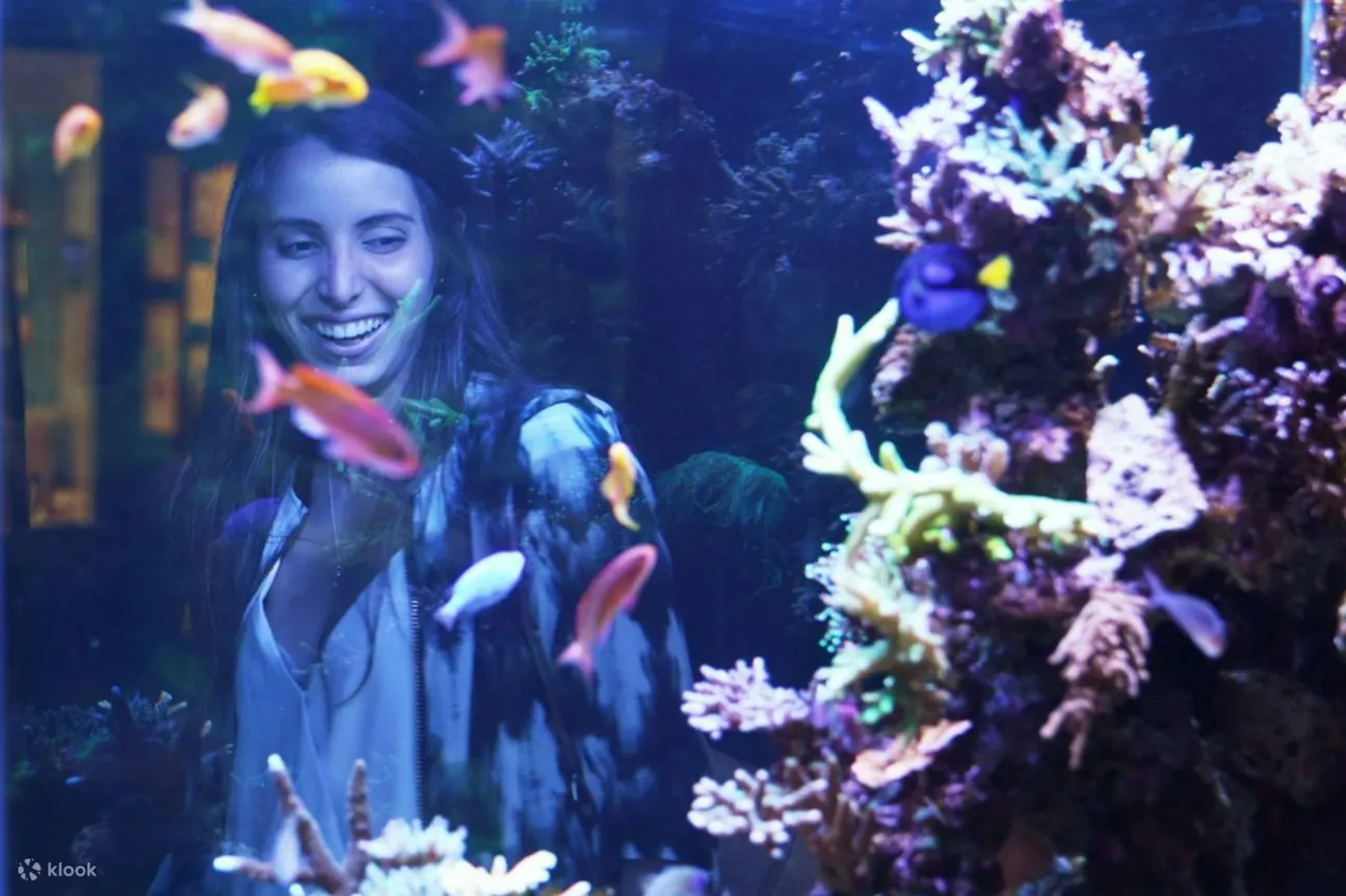 在迷人的水族箱中观察各种鱼类，见证万花筒般的色彩