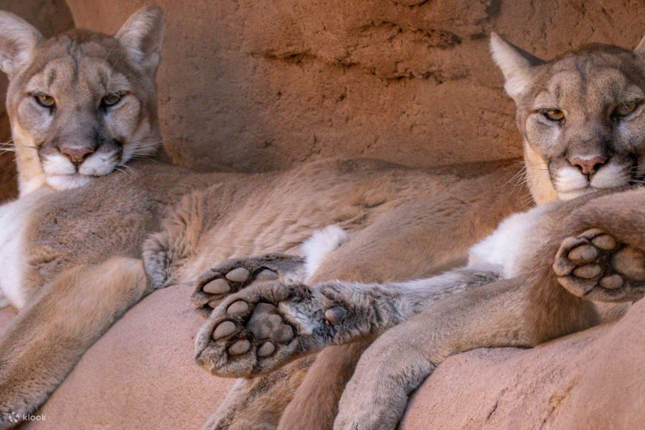 Зоопарк Феникса в США