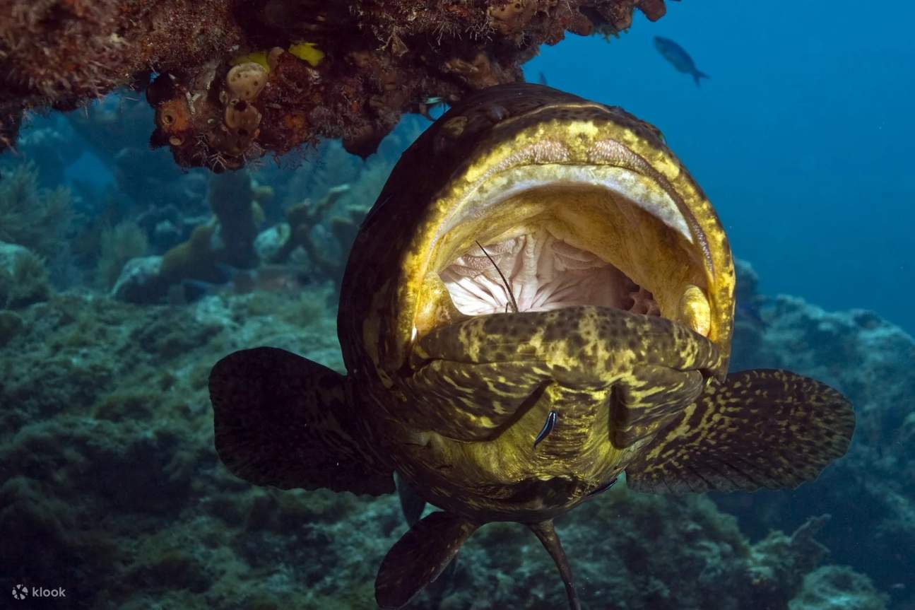 Meistern Sie die Grundlagen des Gerätetauchens im ruhigen Wasser von Islamorada, umgeben von atemberaubendem Meeresleben und farbenfrohen Korallenriffen.