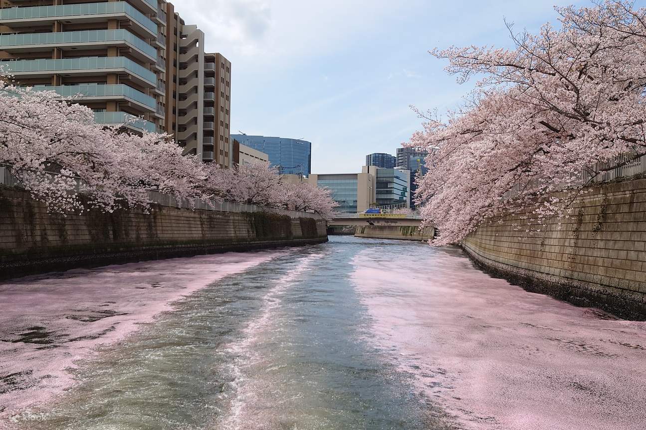 Tokyo Meguro River Cherry Blossom Viewing Cruise
