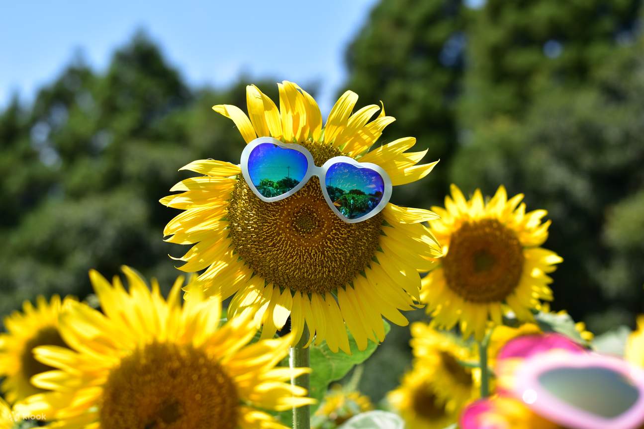 Tiket Narita Dream Dairy Farm