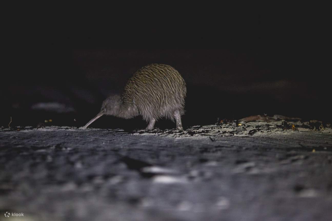 Lihat kiwi di alam liar di Stewart Island