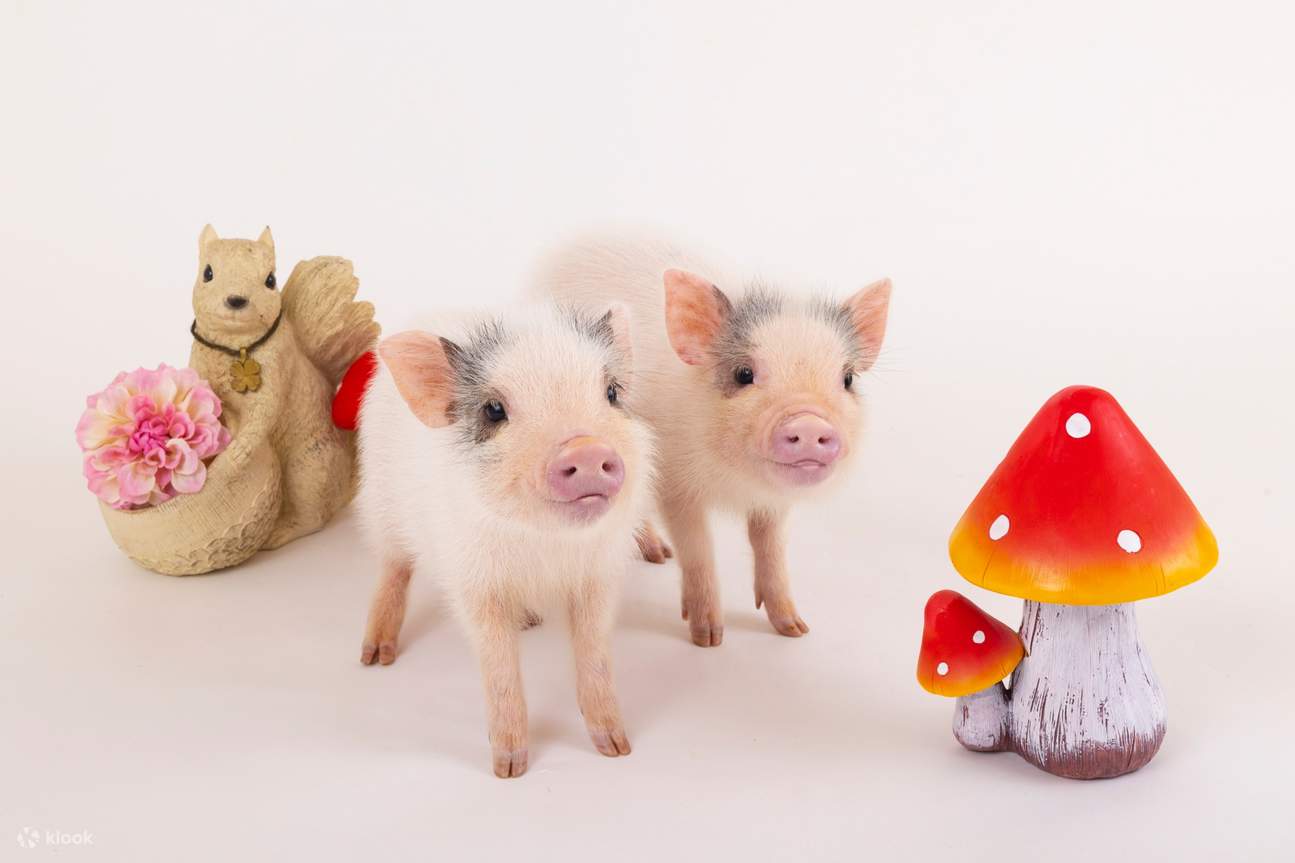 大阪Micro Pig Cafe迷你猪咖啡馆体验 - Klook
