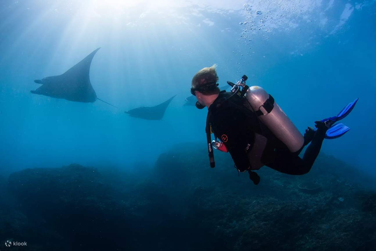 Von farbenprächtigen Korallengärten bis hin zu beeindruckenden Begegnungen mit Meeresbewohnern verspricht unser 3 Dives Nusa Penida Ganztages-Tauchgang einen unvergesslichen Unterwasserausflug.