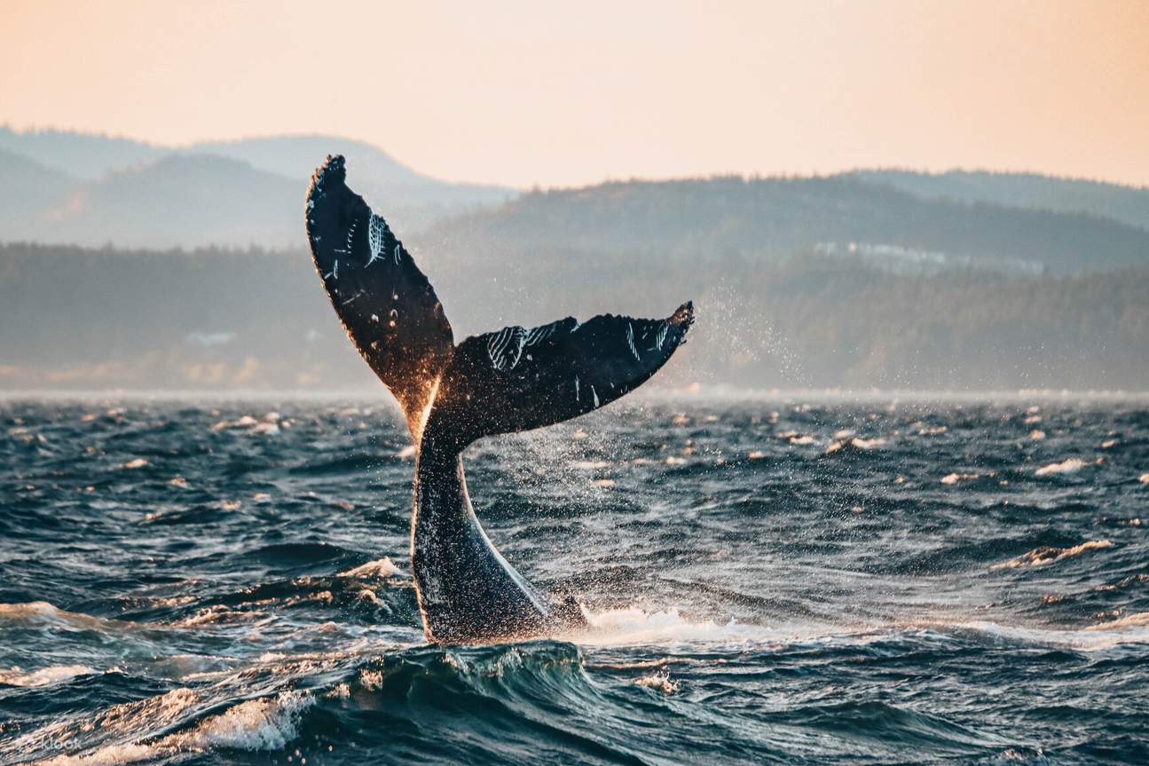Capturez une queue de baleine à couper le souffle plongeant sous les vagues au coucher du soleil