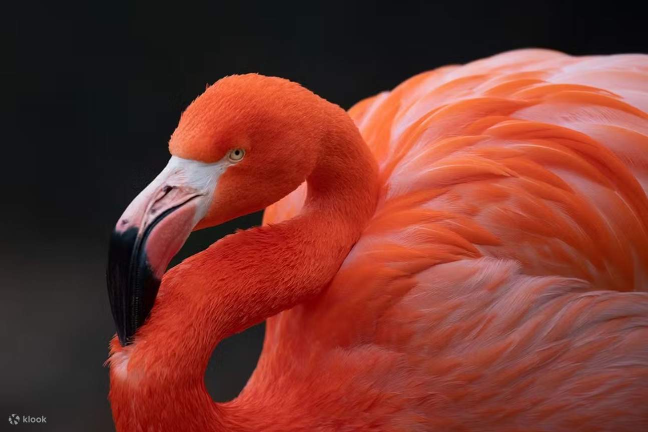 บัตรสวนสัตว์สโตนในสโตนแฮม