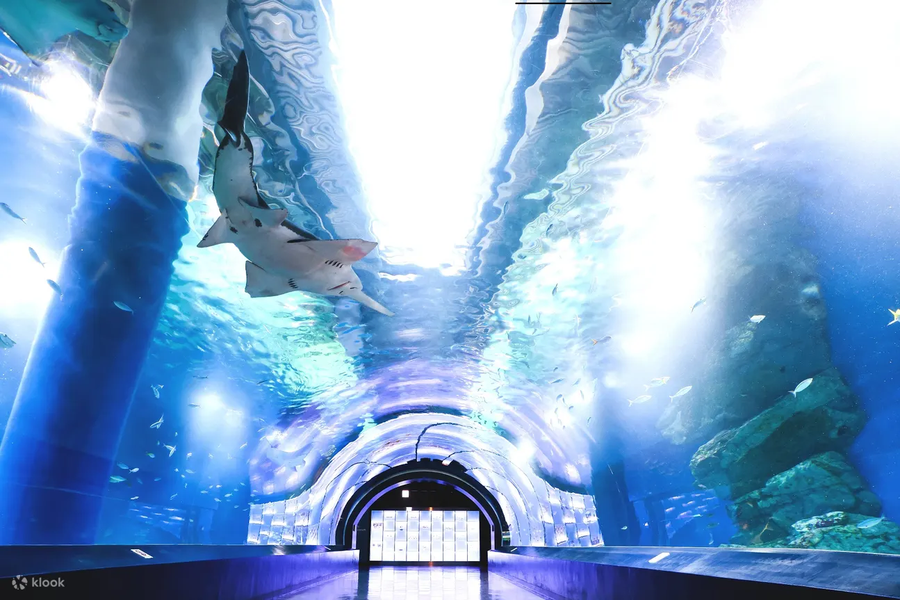 品川水族馆门票