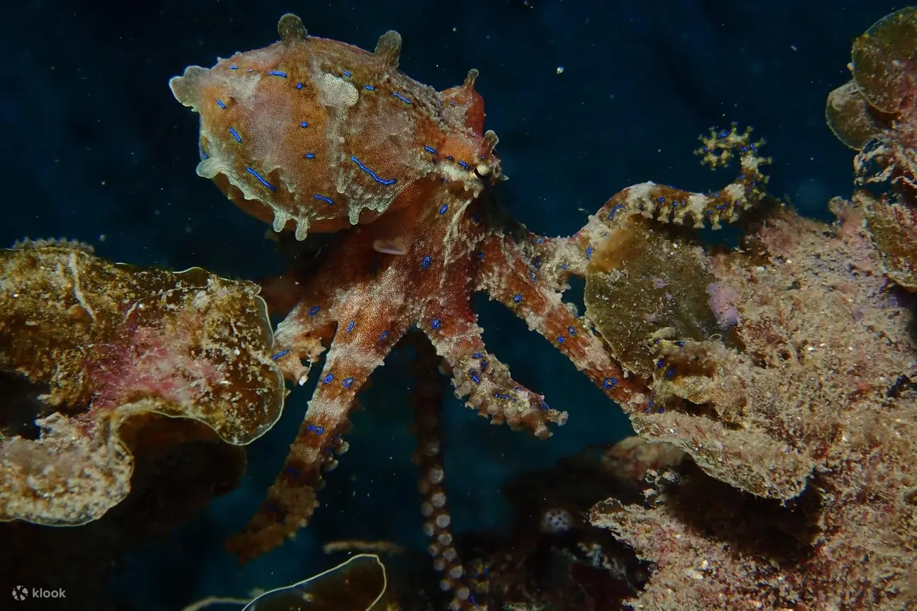 探索海洋生物