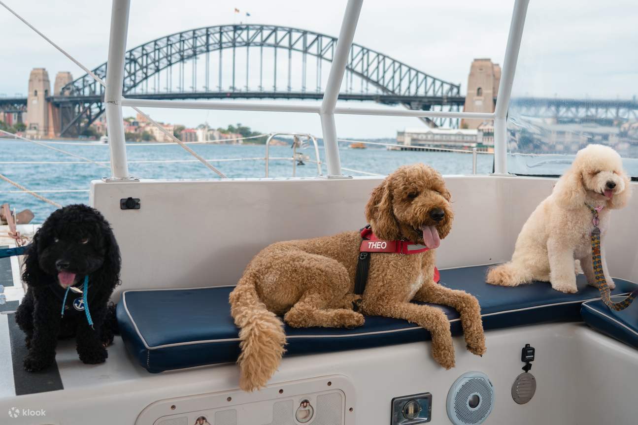 Sydney's 1st Dog Friendly Harbour Cruise: Dogs on Deck