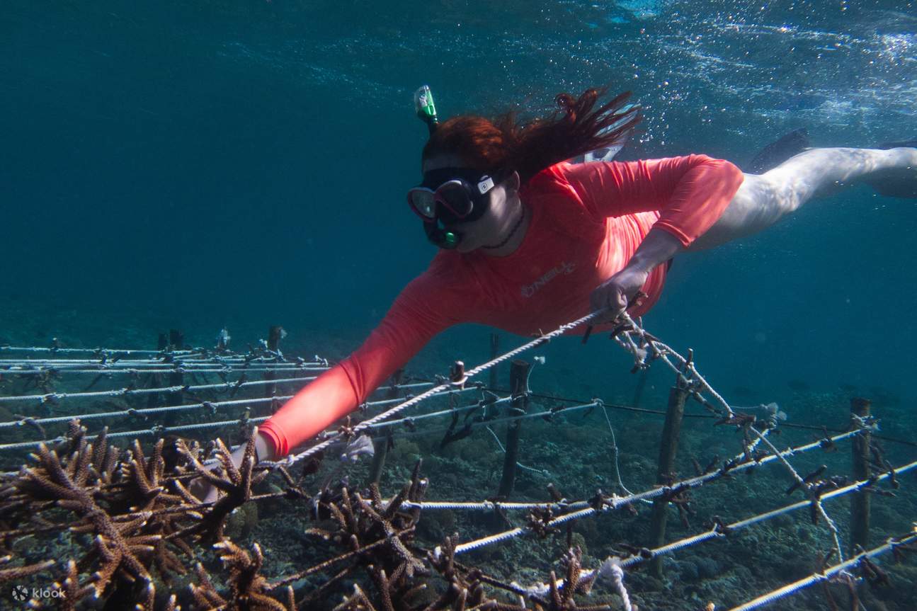 Pada kegiatan snorkeling kedua, kita akan menanam tali karang ke struktur yang telah kita siapkan sebelumnya.