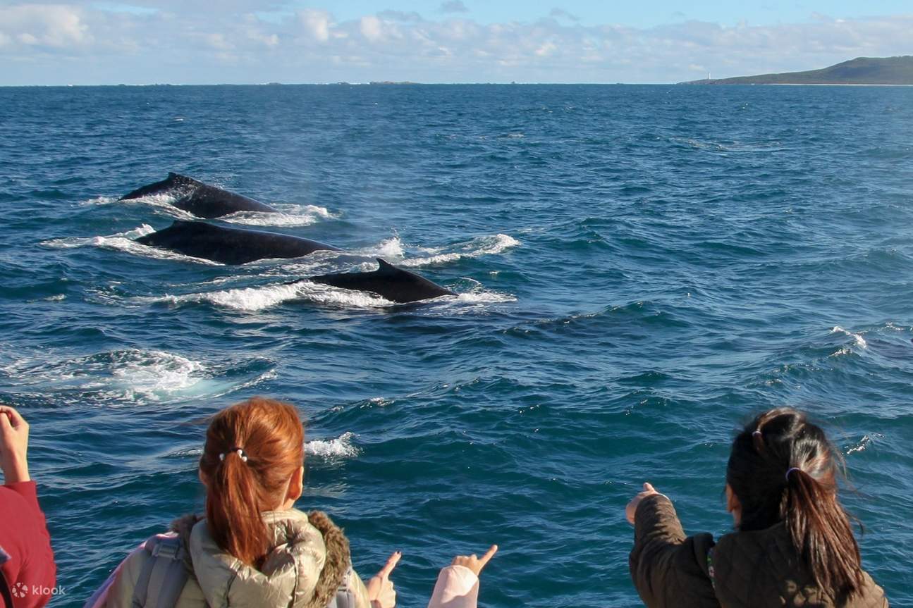 whale watching tour