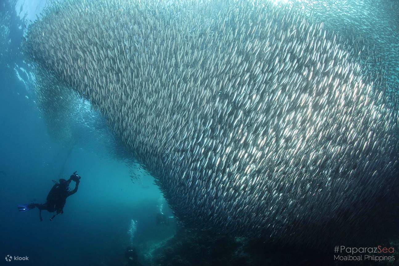 Захватывающее погружение во время Сардиновой миграции - Погружение с лодки с 1 баллоном
