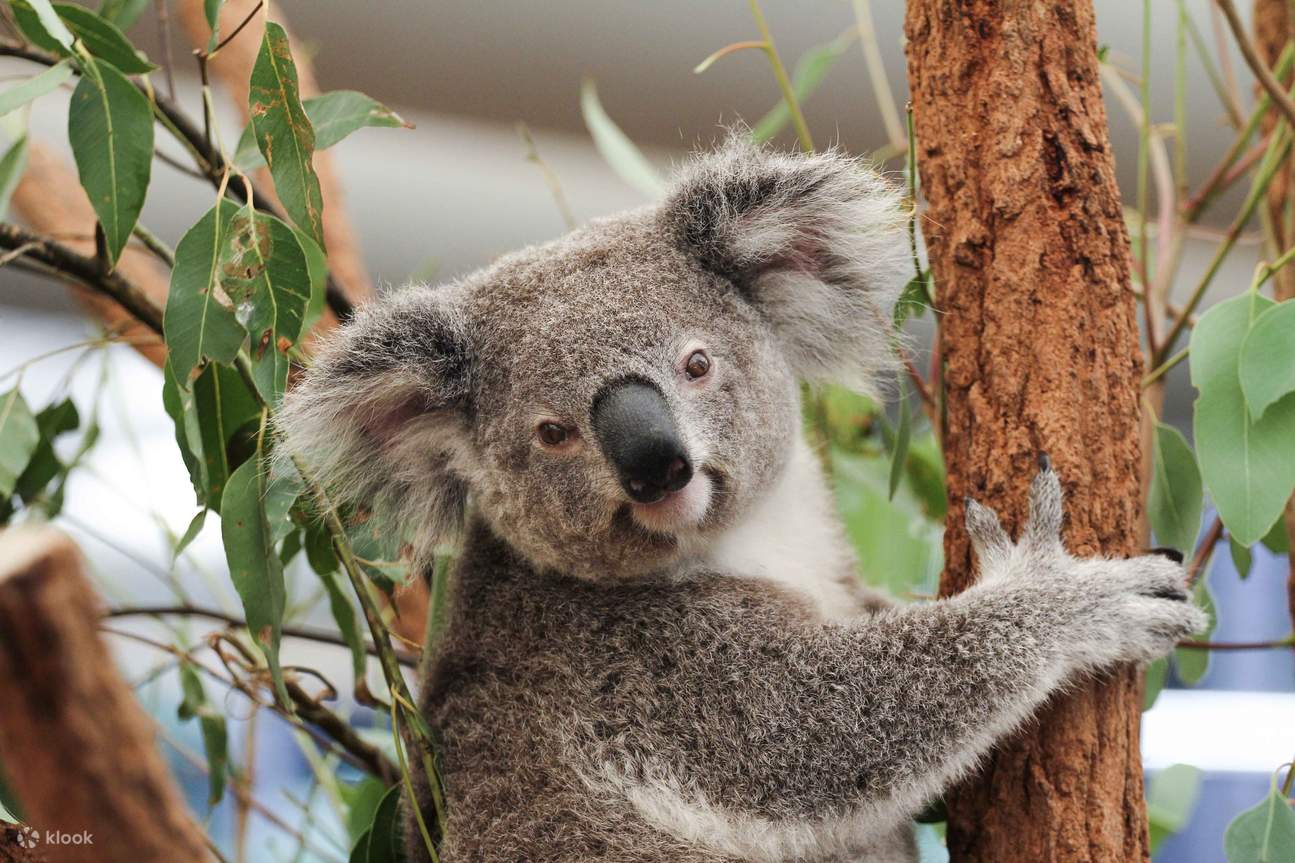 龍柏樹熊動物園