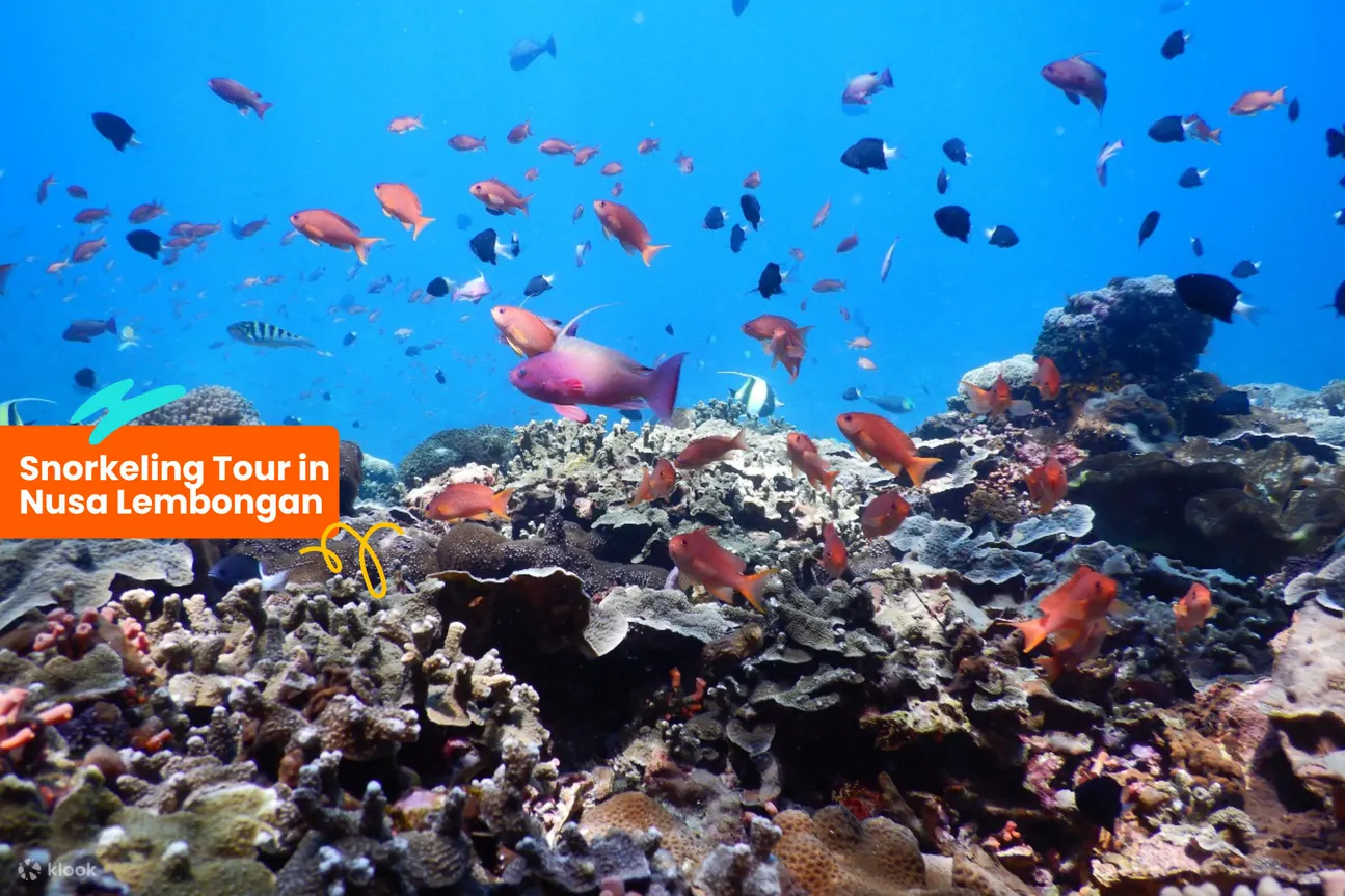 Snorkeling Tour in Nusa Lembongan