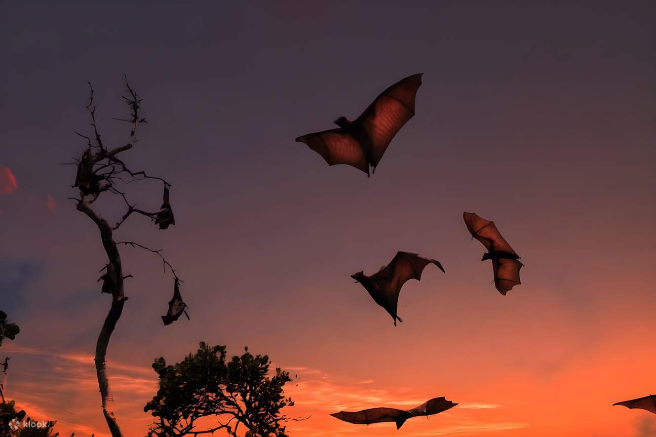 ค้างคาวเหนือเกาะกะลอง