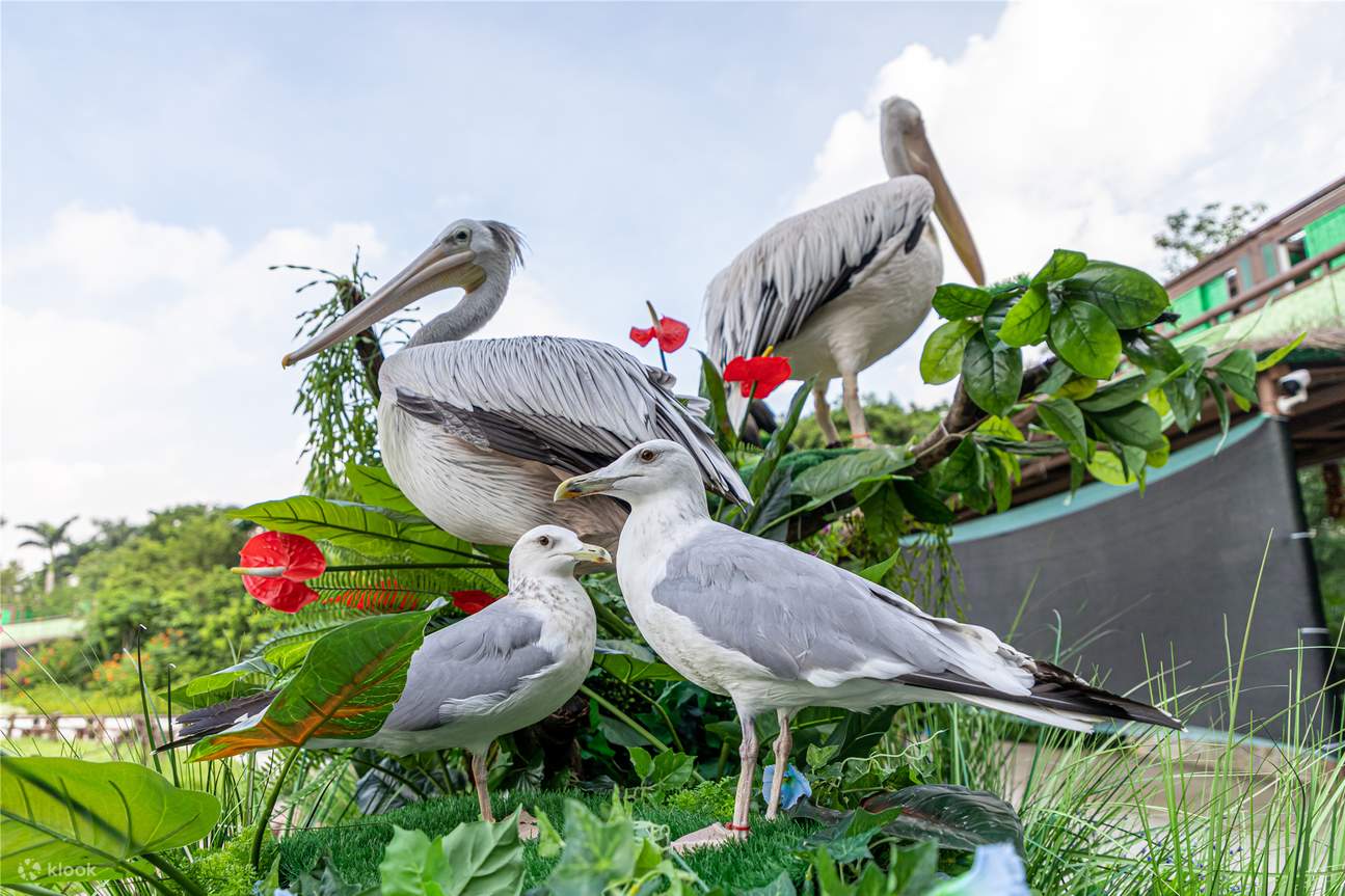 Chimelong Bird Paradise de Guangzhou